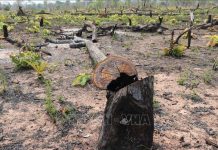 Yêu cầu trồng lại gần 2.200 ha rừng bị chặt phá, lấn chiếm tại Gia Lai