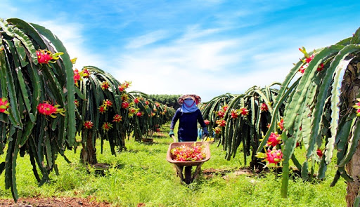 Tìm thị trường mới cho nông sản Việt là việc làm cấp bách nhất lúc này của ngành chức năng và chính quyền các địa phương. (ảnh internet) vbtt