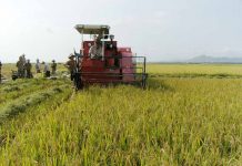  Nông dân huyện Phú Thiện thu hoạch lúa. Ảnh: Đ.P