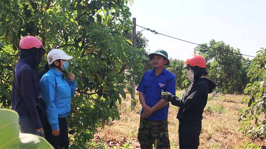 Nhờ ứng dụng khoa học kỹ thuật cao vào sản xuất mà các loại cây ăn cho thu bói đạt năng suất và chất lượng tốt.