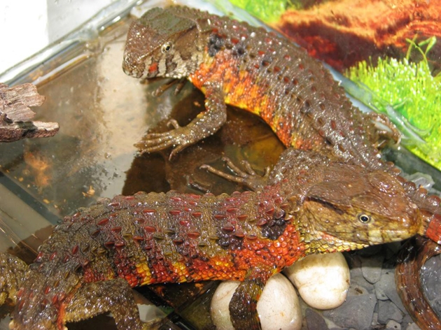  Đặc điểm nhận dạng của thằn lằn cá sấu là màu da rực rỡ. Ảnh: Kienthuc.net. 
