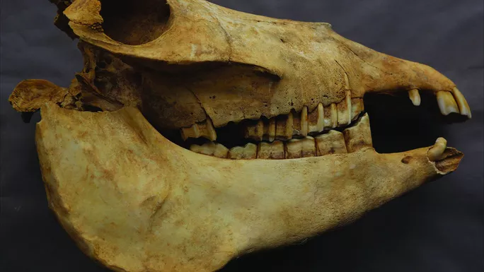 Hộp sọ của một trong những con lừa được tìm thấy trong mộ - ảnh: J. Yang/Antiquity