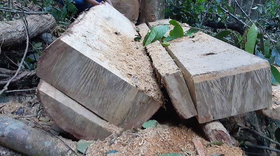  Khai thác gỗ trái phép tại Sró. Ảnh: Nguyễn Tú