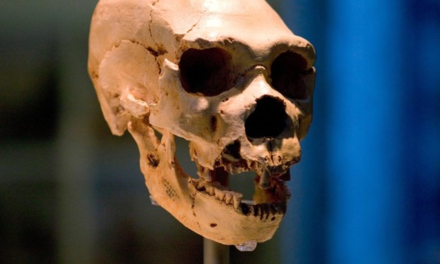  Một hộp sọ của người Homo neanderthalensis. (Nguồn: Bảo tàng Lịch sử Tự nhiên/Alamy.h)