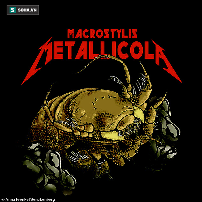 Teen gọi của Macrostylis metallicola lấy cảm hứng từ một ban nhạc rock. Ảnh: Anna