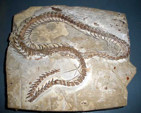 Hóa thạch loài rắn Eupodophis descouensi.