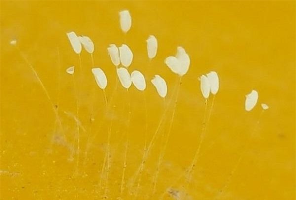  Vì có hình dáng khá giống nhau, lại xuất hiện ở những nơi thiêng liêng như chùa, đền, trên tượng Phậtnên loài thực vật này dễ bị nhầm tưởng là hoa ưu đàm.
