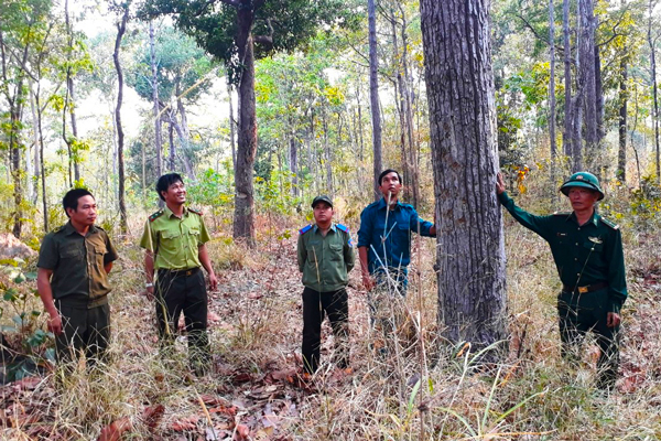 Nhờ thành lập các tổ chốt chặn nên công tác quản lý bảo vệ rừng trên địa bàn huyện Chư Prông đã có nhiều chuyển biến. Ảnh: V.H