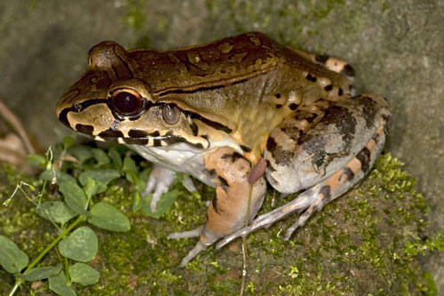 Loài ếch mới thuộc họ Diasporus và được đặt tên khoa học là Diasporus amirae.