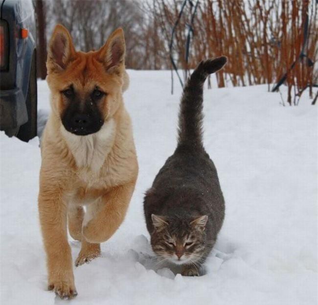 Những bức ảnh chứng minh tình bạn lạ kỳ giữa chó và mèo Ảnh 3