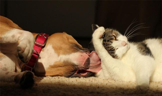 Những bức ảnh chứng minh tình bạn lạ kỳ giữa chó và mèo Ảnh 2