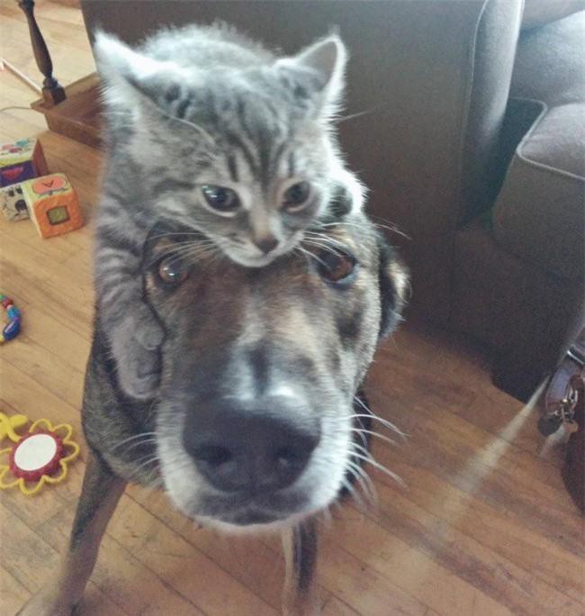 Những bức ảnh chứng minh tình bạn lạ kỳ giữa chó và mèo Ảnh 5