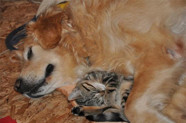 Những bức ảnh chứng minh tình bạn lạ kỳ giữa chó và mèo Ảnh 6