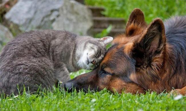Những bức ảnh chứng minh tình bạn lạ kỳ giữa chó và mèo Ảnh 7