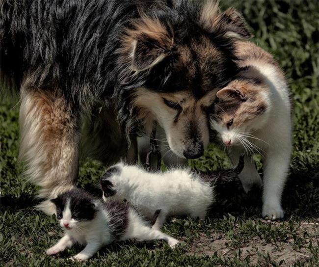Những bức ảnh chứng minh tình bạn lạ kỳ giữa chó và mèo Ảnh 10