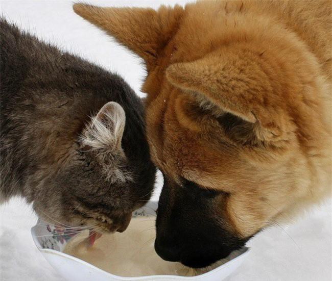 Những bức ảnh chứng minh tình bạn lạ kỳ giữa chó và mèo Ảnh 9