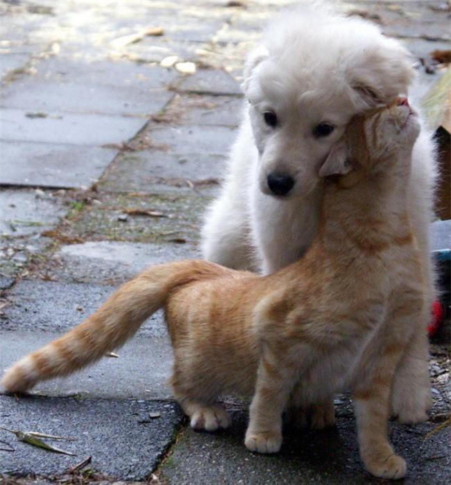 Những bức ảnh chứng minh tình bạn lạ kỳ giữa chó và mèo Ảnh 12