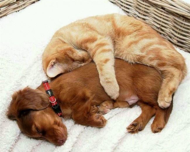 Những bức ảnh chứng minh tình bạn lạ kỳ giữa chó và mèo Ảnh 11