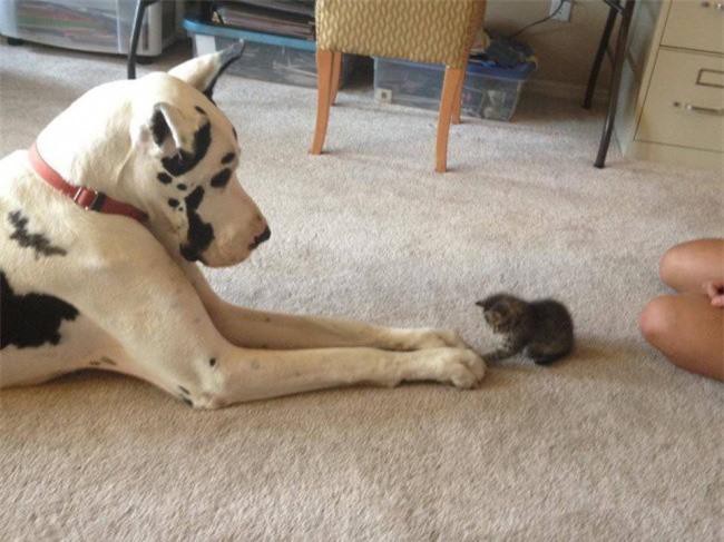 Những bức ảnh chứng minh tình bạn lạ kỳ giữa chó và mèo Ảnh 15