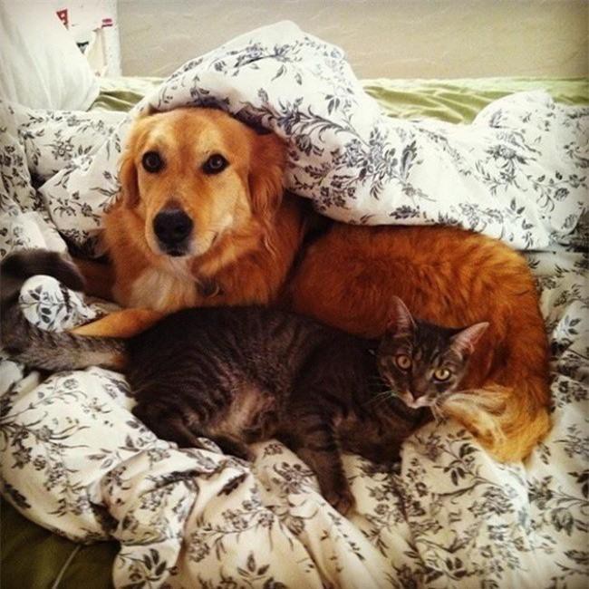 Những bức ảnh chứng minh tình bạn lạ kỳ giữa chó và mèo Ảnh 13