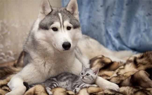 Những bức ảnh chứng minh tình bạn lạ kỳ giữa chó và mèo Ảnh 14