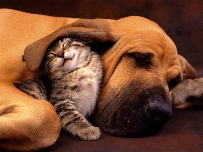 Những bức ảnh chứng minh tình bạn lạ kỳ giữa chó và mèo Ảnh 16