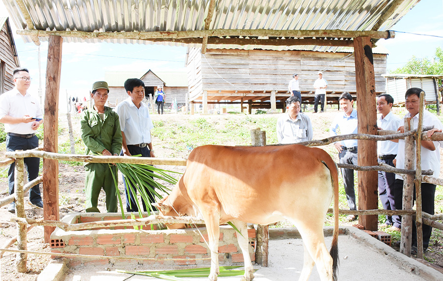 Bàn giao bò giống sinh sản cho gia đình ông Đinh Bĩng (làng Pngăl, xã Krong, huyện Kbang). Ảnh: Minh Nguyễn