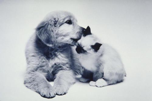 Những bức ảnh chứng minh tình bạn lạ kỳ giữa chó và mèo Ảnh 1