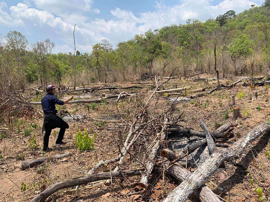   Một đám rừng thuộc tiểu khu 1237 bị phá. Ảnh: Hoành Sơn