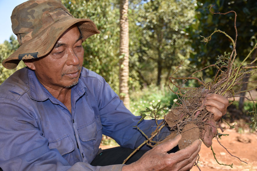 Khoai lang Lệ Cần là sản phẩm đang được xây dựng thương hiệu, nhãn hiệu, chỉ dẫn địa lý. Ảnh: Trần Dung