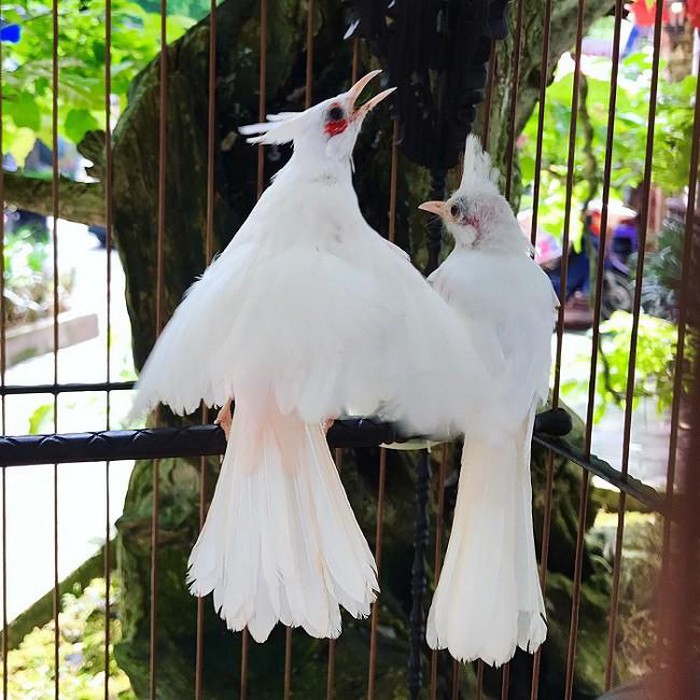 Chợ chim cảnh , thú cưng lớn nhất Sài Gòn, vào cửa hàng Hồng Nhung để xem  các loại chim cảnh - YouTube