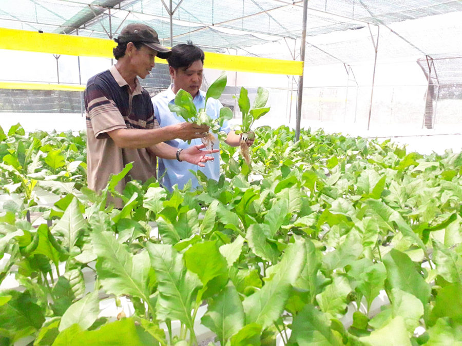 Mô hình sản xuất rau thủy canh ở xã Tân An (huyện Đak Pơ). Ảnh: N.S