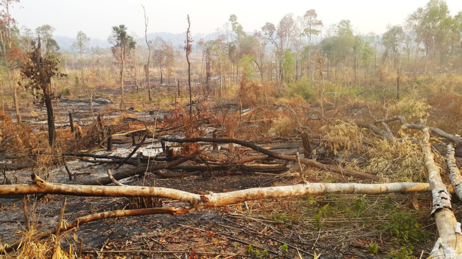 Phục hồi điều tra vụ mất rừng gây thiệt hại ngân sách 12 tỷ đồng - Ảnh 1.