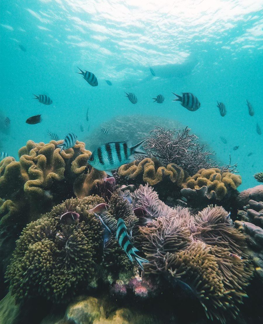 Trải nghiệm lặn biển ngắm san hô trên đảo ngọc Phú Quốc Ảnh 2