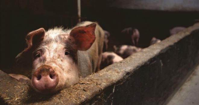Những sự thật đáng sợ về dịch cúm lợn chủng mới tại Trung Quốc: Virus mang sự kết hợp hủy diệt, chưa có bất kỳ miễn dịch nào tồn tại Ảnh 4