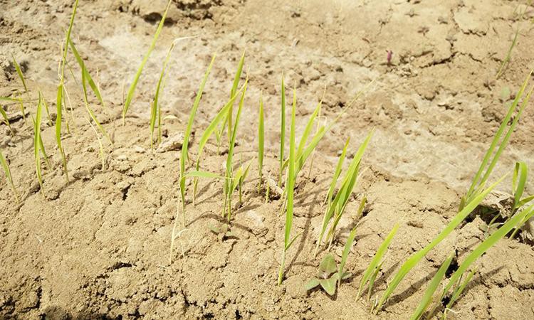 'Lúa khô' - Hy vọng mới cho khủng hoảng lương thực Ảnh 2