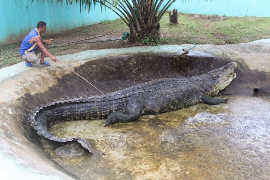 Lolong, chú cá sấu lớn nhất thế giới đã qua đời vào năm 2013 (Ảnh: Palawan Adventure Guide)
