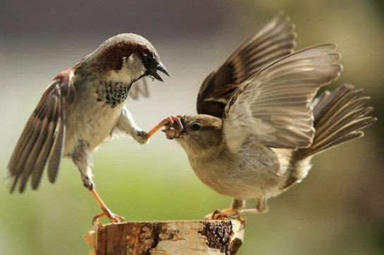 Độc đáo chim hồng y có ngoại hình nửa đực nửa cái siêu hiếm