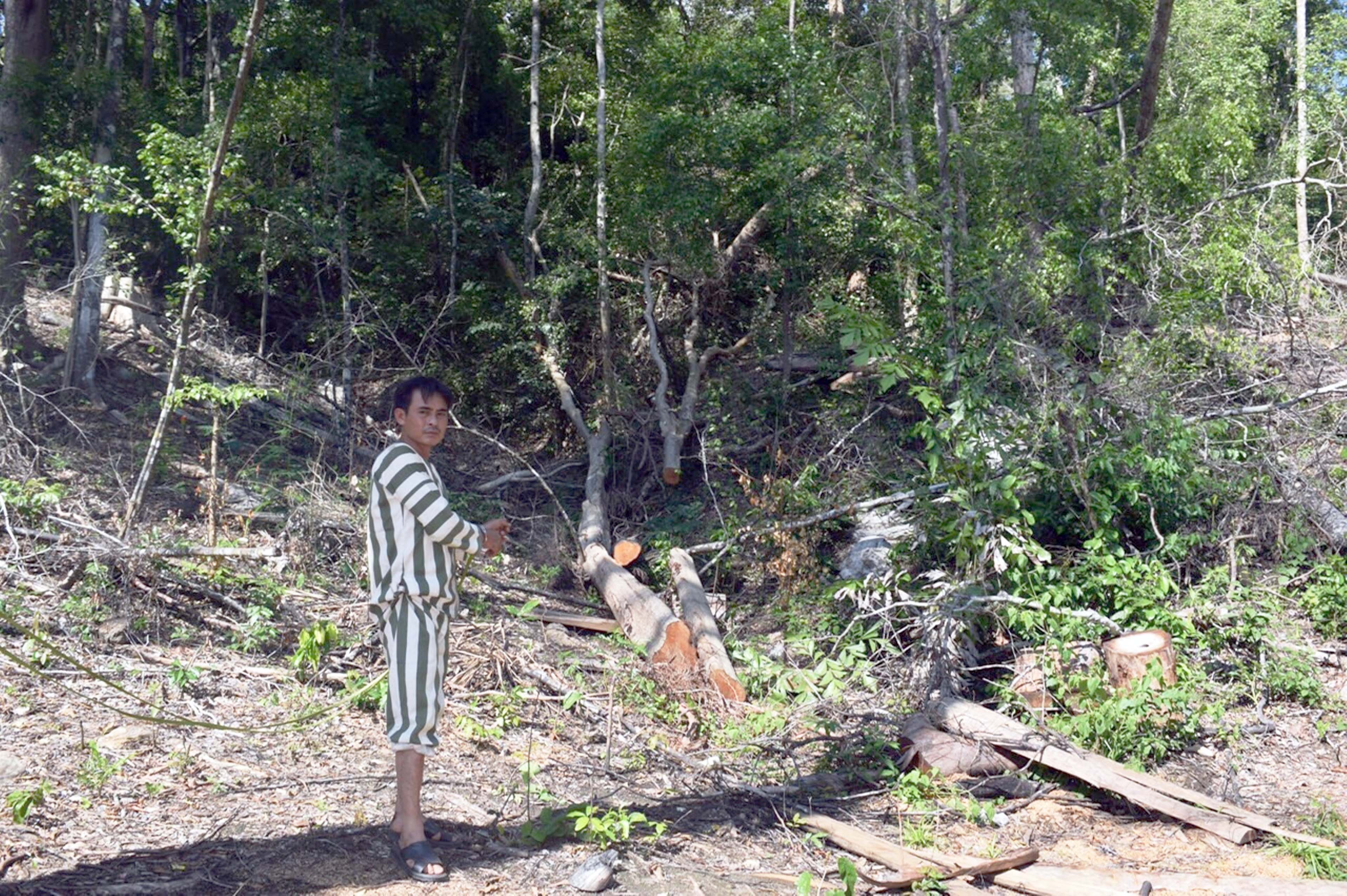 Công an huyện Kbang tiến hành thực nghiệm hiện trường vụ khai thác trái phép hơn 103 m3 gỗ. Ảnh: LÊ VĂN NGỌC 