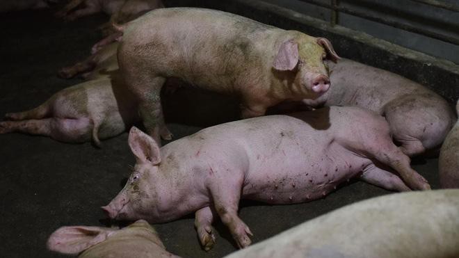 Những sự thật đáng sợ về dịch cúm lợn chủng mới tại Trung Quốc: Virus mang sự kết hợp hủy diệt, chưa có bất kỳ miễn dịch nào tồn tại Ảnh 1