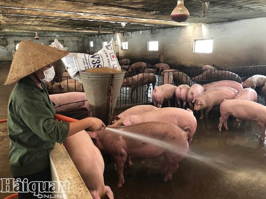 Xây dựng thành công ít nhất 500 cơ sở chăn nuôi lợn an toàn Ảnh 1