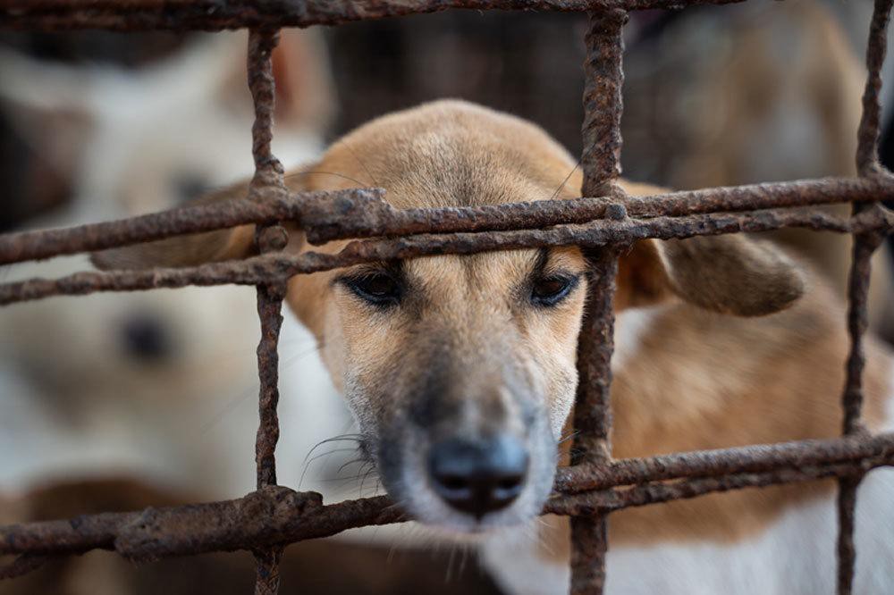 Campuchia mỗi năm giết thịt hơn 3 triệu con chó Ảnh 2
