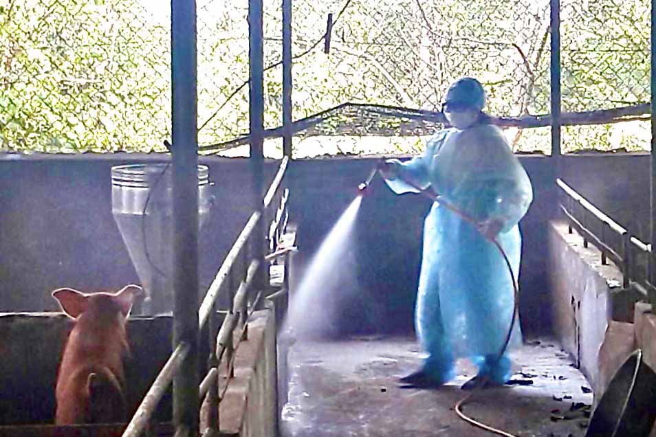 Người chăn nuôi xã Ia Dreng tổ chức phun tiêu độc khử trùng khu vực nuôi heo. Ảnh: Lê Nam