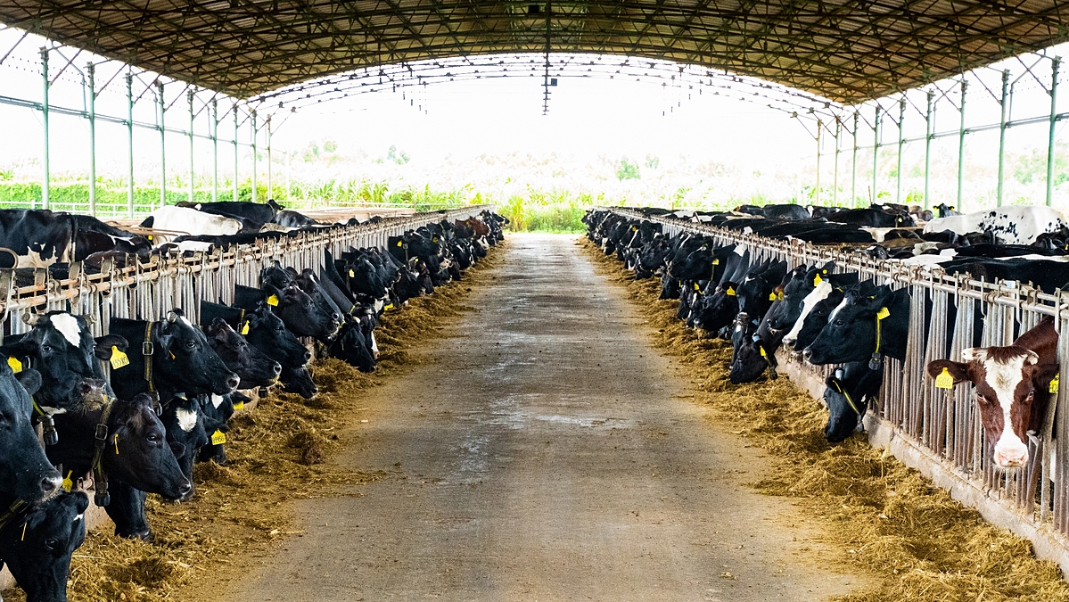 Trang trại có quy mô 7.000 bò sữa được áp dụng khẩu dinh dưỡng đặc thù, chăn nuôi thuận tự nhiên. Ảnh: NutiFood.