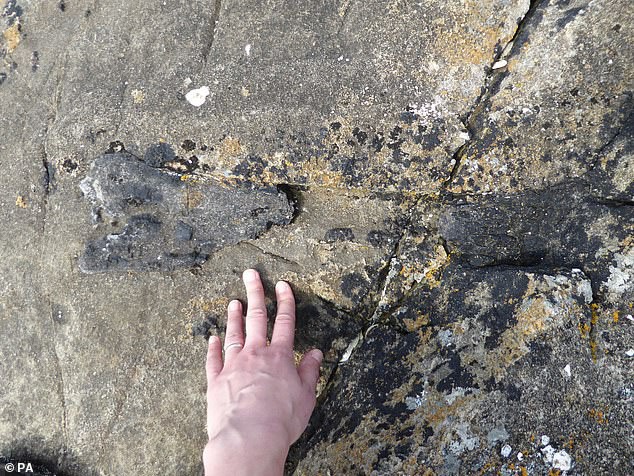 Cận cảnh hóa thạch khi còn nằm trong đá - ảnh: PA