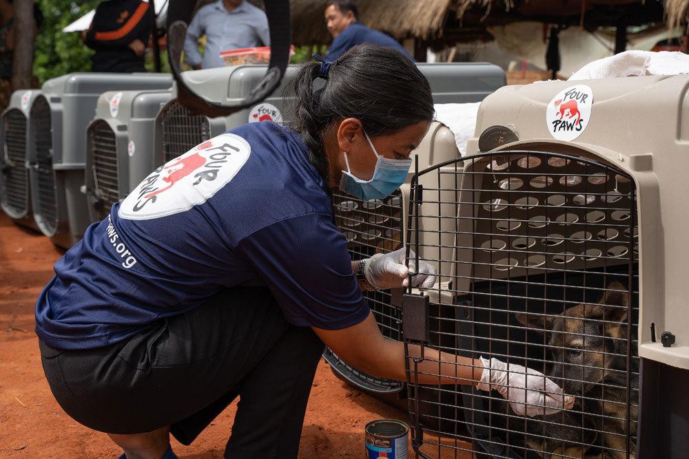 Campuchia mỗi năm giết thịt hơn 3 triệu con chó Ảnh 1