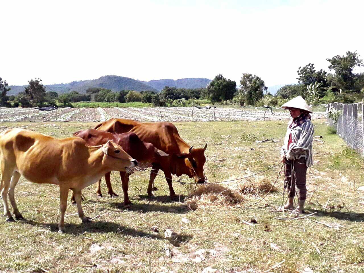 Đàn bò của gia đình chị Ksor H’Hngech (làng Đung, xã Ia Hrú, huyện Chư Pưh) phát triển tốt nhờ được tiêm vắc xin phòng bệnh tụ huyết trùng. Ảnh: Lê Nam 