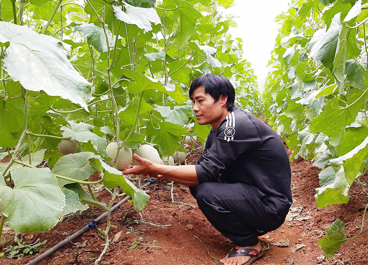  Vườn dưa lưới của gia đình anh Nguyễn Đình Thanh (thị trấn Chư Sê) phát triển tốt và cho thu nhập khá. Ảnh: P.N