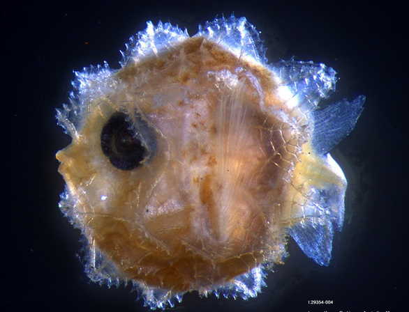 Ấu trùng cá mặt trăng - Ảnh: AUSTRALIAN.MUSEUM