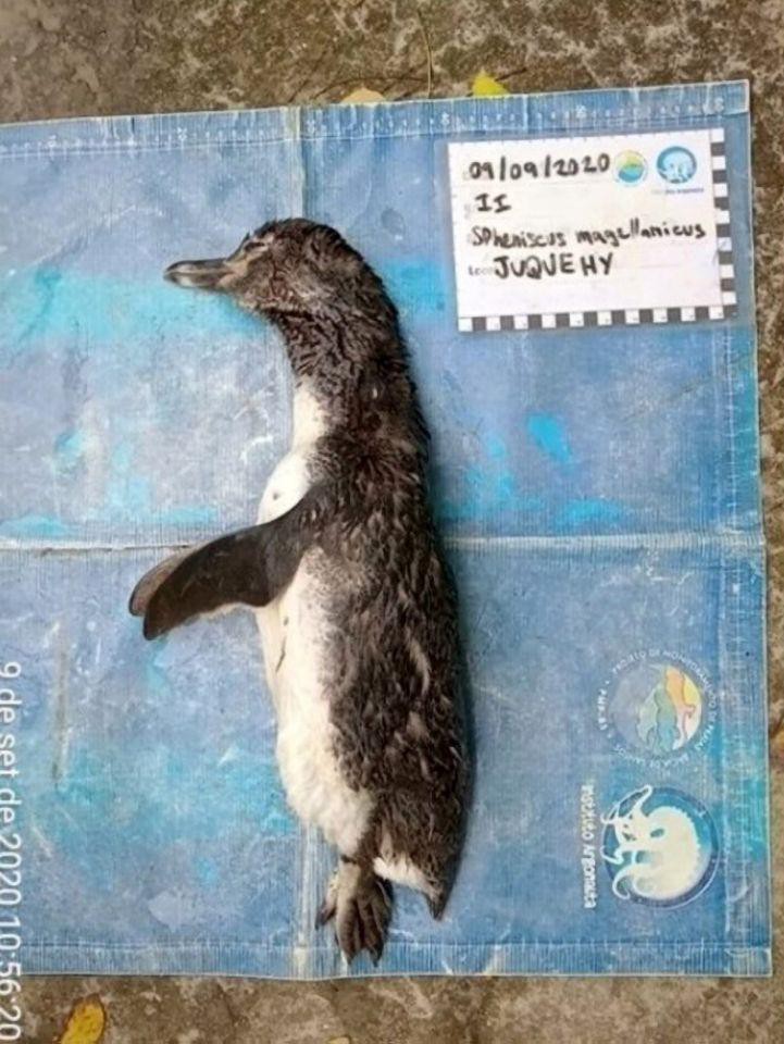 Chim cánh cụt chết thảm vì nuốt phải khẩu trang Ảnh 1